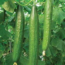 Cucumber 'Bella' F1 Hybrid - Seeds