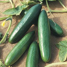 Cucumber 'Diva' - Seeds