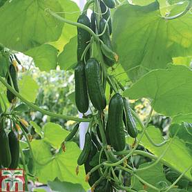 Cucumber 'Nimrod' - Seeds
