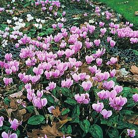 Cyclamen 'All-the-year-round Flowering Mixed'