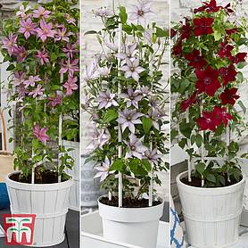 Clematis Patio Collection