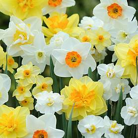 Daffodil Bulbs | Thompson & Morgan