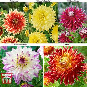 Dahlia 'Dinner Plate' Collection