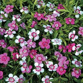 Dianthus deltoides 'Micro Chips' - Seeds
