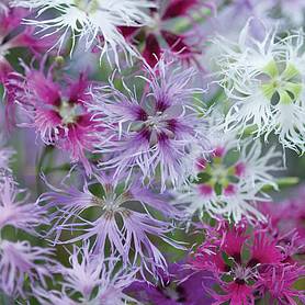 Dianthus 'Rainbow Loveliness Improved Mixed'