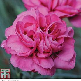 Dianthus 'Scented Pink Peony'