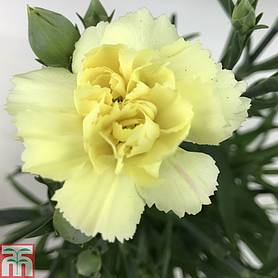 Dianthus 'Sunflor Bling Bling Yellow'