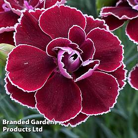 Dianthus 'Bicolor Burgundy'