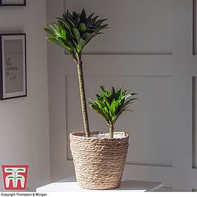 Dracaena fragrans 'Compacta' (House Plant)
