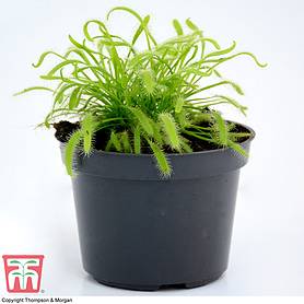 Drosera capensis (Houseplant)