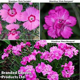 Dianthus 'Mountain Frost Collection'