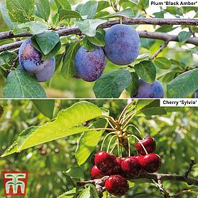 Cherry & Plum Duo (Mini Fruit Trees)