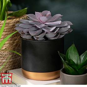 Echeveria 'Purple Pearl' - Shine Like a Pearl (House plant)