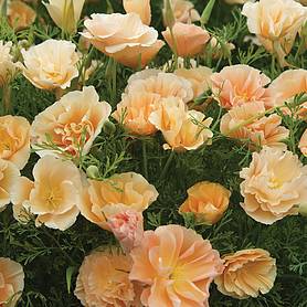 Californian Poppy 'Peach Sorbet'