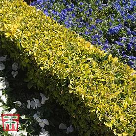 Euonymus Japonicus Green Rocket Thompson Morgan