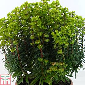 Euphorbia x martini 'Baby Charm' - Patio