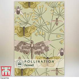 Fennel - Kew Pollination Collection