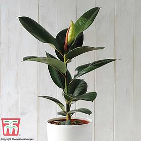Ficus elastica 'Robusta' (House Plant)