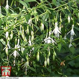 Fuchsia 'Hawkshead' (Hardy)