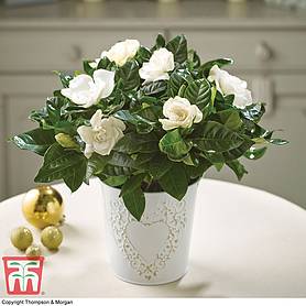 Scented Gardenia 'Snowball' - Gift