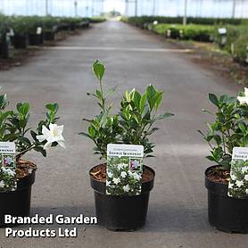 Gardenia jasminoides 'Double Diamonds'