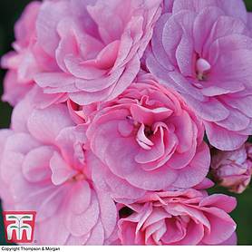 Geranium 'Pink Sybil'