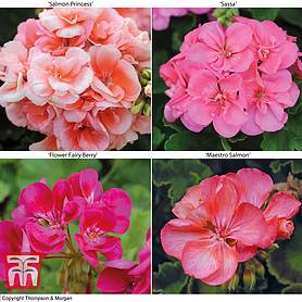 Giant Flowered Geranium Collection