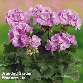 Geranium 'Grandeur Classic Violet'