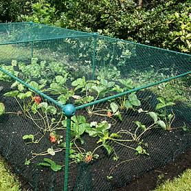 Build-a-Cage Modular Fruit & Vegetable Cage Kit - 0.625m High with Bird Mesh