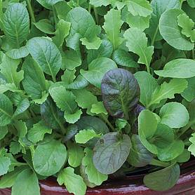 Salad Leaves 'The Good Life Mix'