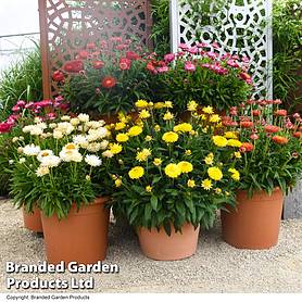 Granvia® 'Giant Flowered Collection'