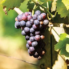 Grape 'Dornfelder' Boskoop Glory