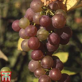 Grape 'Fragola'