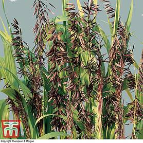 Ornamental Grasses Melica altissima atropurpurea - Seeds