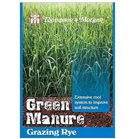 Green Manure 'Grazing Rye' - Seeds