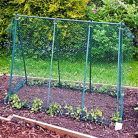 Easy Grow Pea Frame & Climbing Plant Support Trellis - 0.75 x 1.2 x 1m H