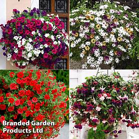 Hanging Basket Mixed Collection