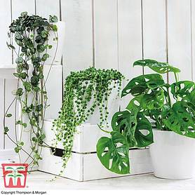 Hanging Houseplant Collection (House Plant)