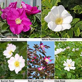 Rose Hedging Collection