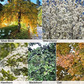 Native Hedging Collection