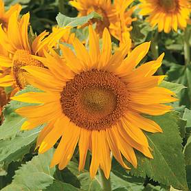 Sunflower 'Irish Eyes'