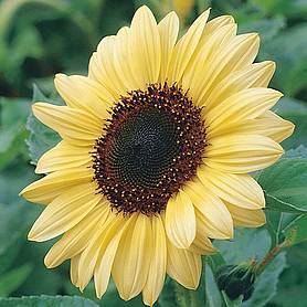 Sunflower 'Valentine'