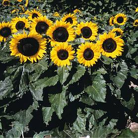 Sunflower 'Little Dorrit' F1 Hybrid