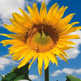 Sunflower 'Mongolian Giant'