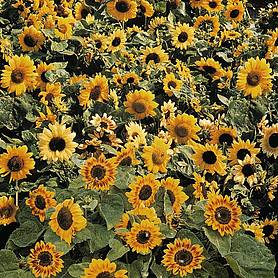 Sunflower 'Music Box'