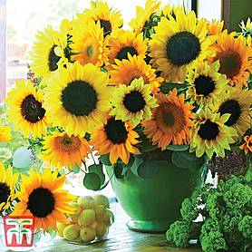 Sunflower 'Van Gogh' - Seeds