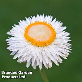 Xerochrysum bracteatum 'White' - Kew Flowerhouse Seed Collection