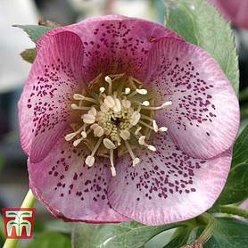 Hellebore 'Single Pink Spotted'