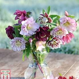 Hellebore 'Double Mixed'