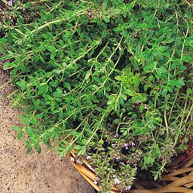 Thyme 'Old English' - Seeds